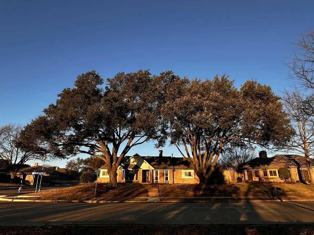 Established residential canopy tree shading a home in Murdo